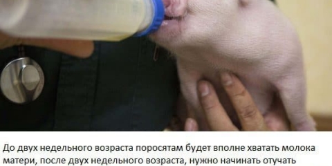 Kormilak: zamjena za mlijeko (zamjena za punomasno mlijeko) za prasad, način uzgoja i upute za upotrebu